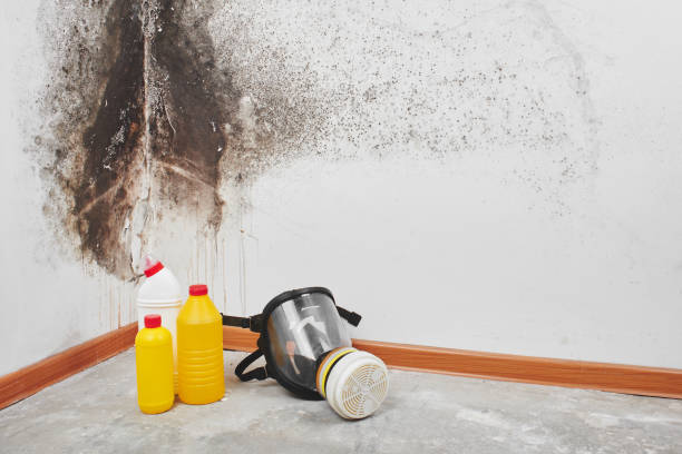Best Mold Removal Company Near Me  in Wanaque, NJ