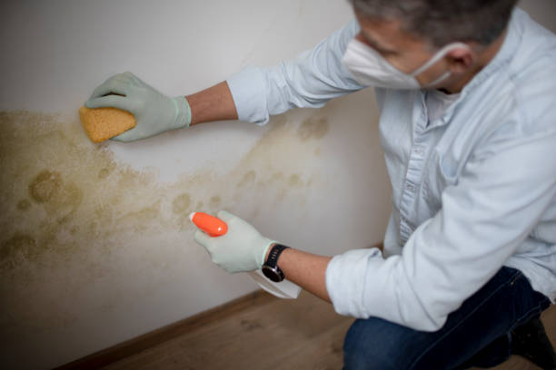 Best Local Mold Removal Service  in Wanaque, NJ
