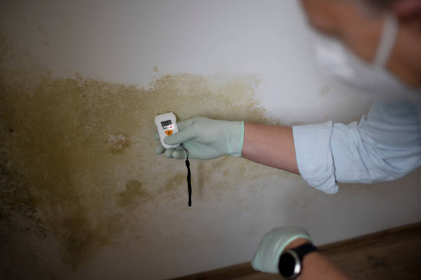 Best Local Mold Removal Service  in Wanaque, NJ
