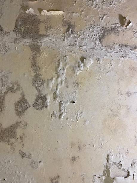 Crawl Space Mold Removal in Wanaque, NJ
