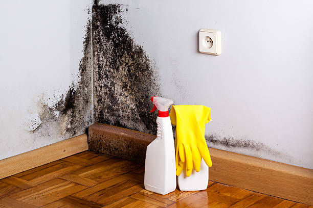 Best Best Mold Removal Companies  in Wanaque, NJ